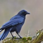 『森に帰らなかったカラス』感想文の書き方まるわかり！質問ごとに３つの具体例つき