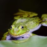 『ワレワレはアマガエル』感想文の書き方まるわかり！質問ごとに３つの具体例つき